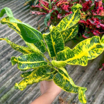 Кротон THA PHRA