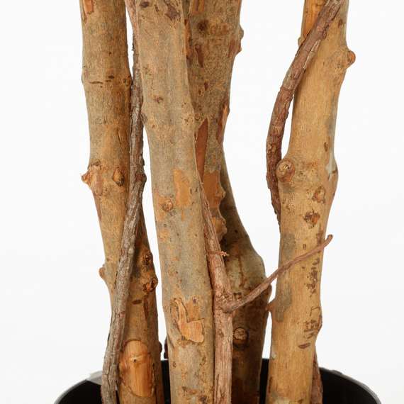 Фикус Бенжамина высота 160 см, кустистый