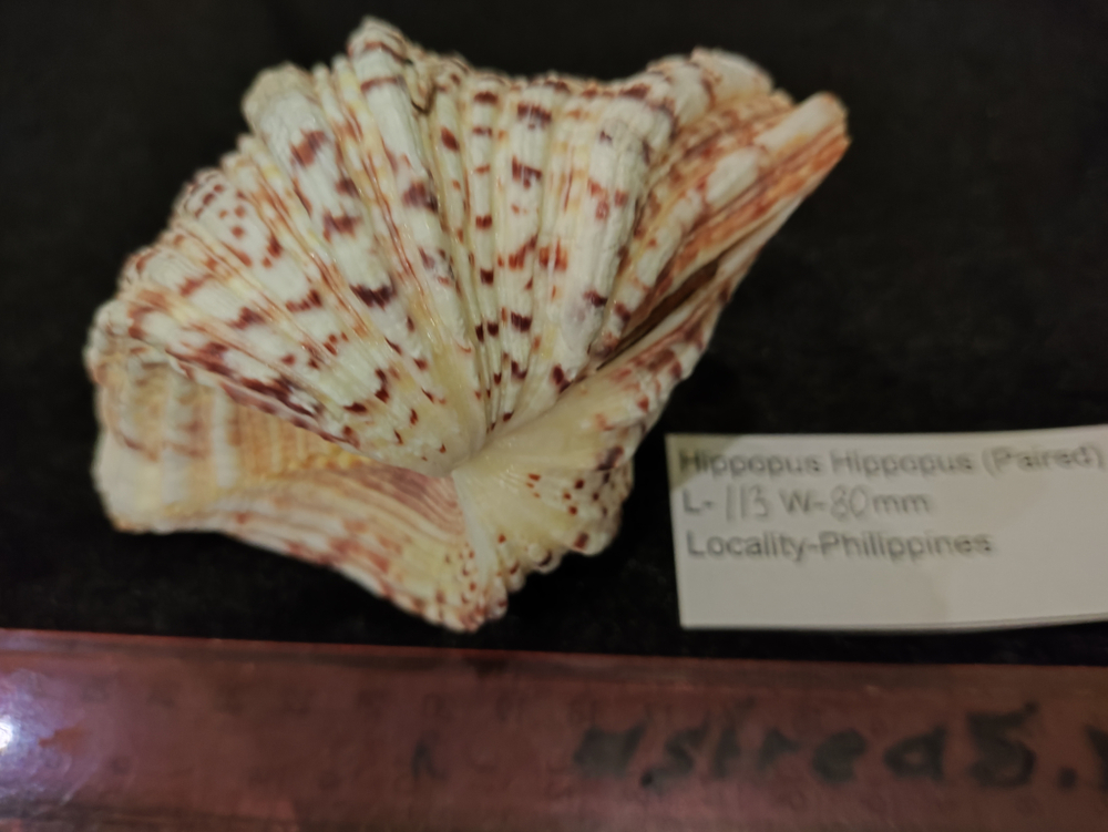 Хиппопус-Хиппопус "110-150-310 мм"