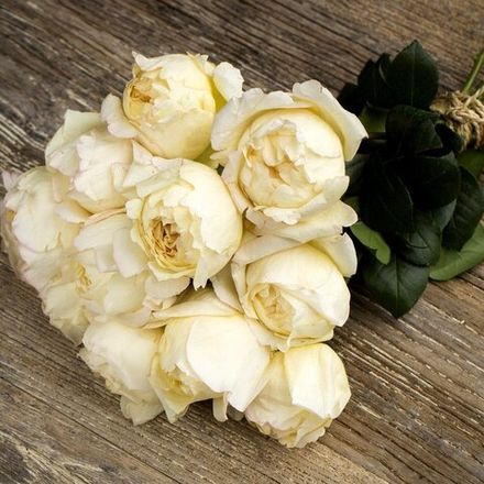 Айвори Ив Пьяж (Ivory Yves Piaget)