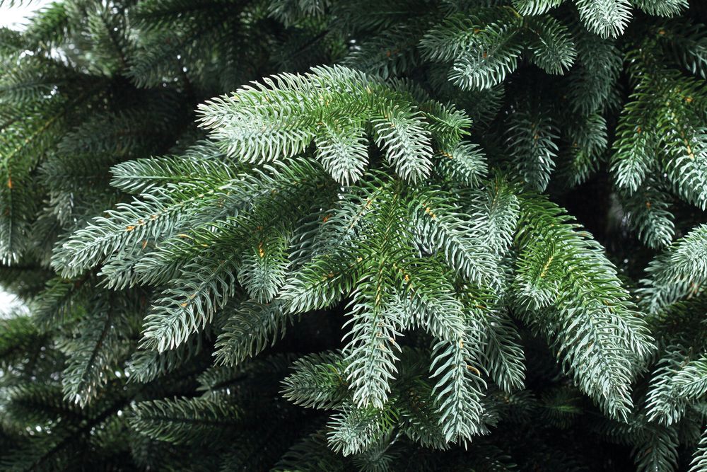 Ель искусственная «Мальва» (Литая хвоя) 230 см / 2,3 м