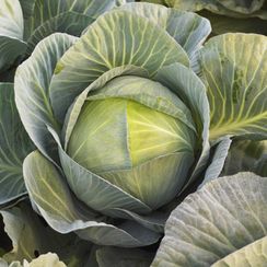 ПРОФЕССОР F1 семена капусты белокочанной (Syngenta | Alexagro)