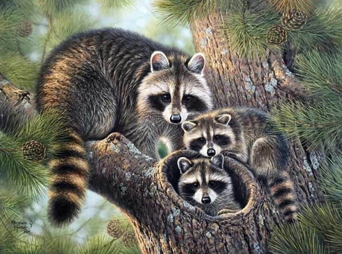 Алмазная мозаика на подрамнике Еноты 30х40 (Алмазная мозаика)