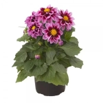 G8 Георгина Dahlietta Surprise Demi Pink Bicolor 