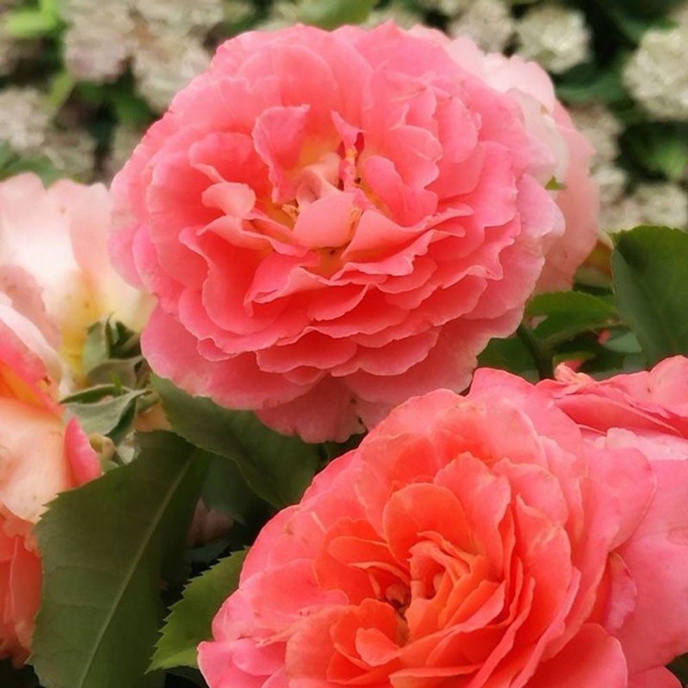 Шато де ля Галуазье (Chateau De La Galoisiere)