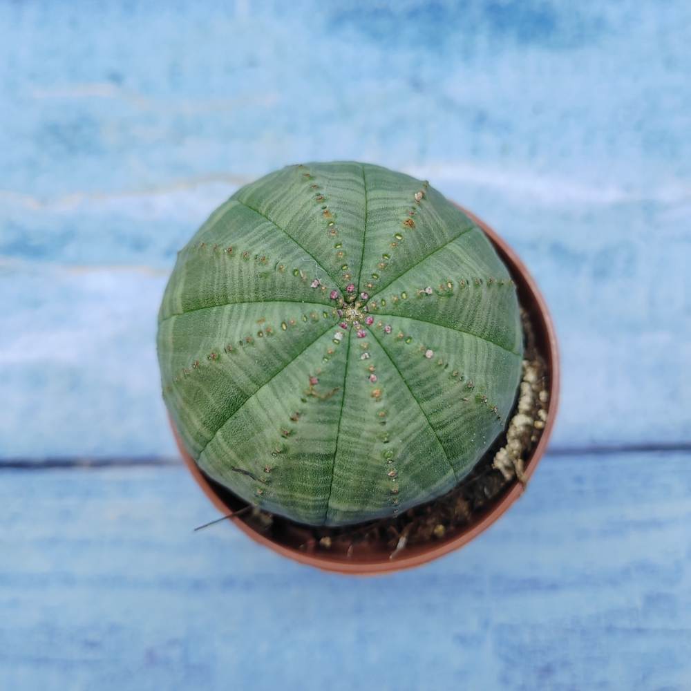 Euphorbia Obesa (Эуфорбия)