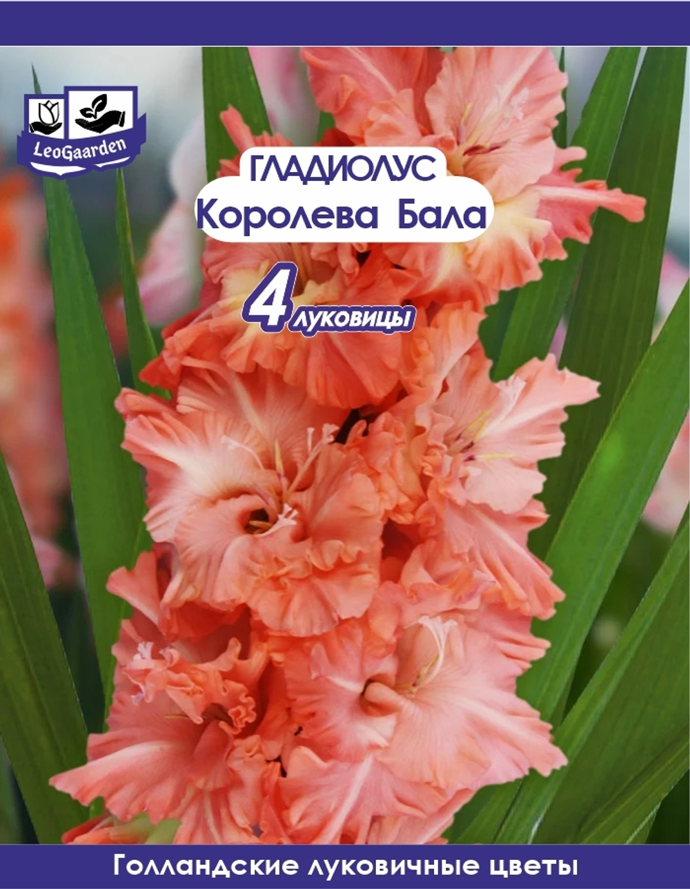 Гладиолус Луковица, Королева Бала, 4 шт