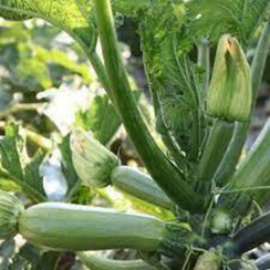 КОРДЕЛИЯ F1 семена кабачка (Syngenta | Alexagro)