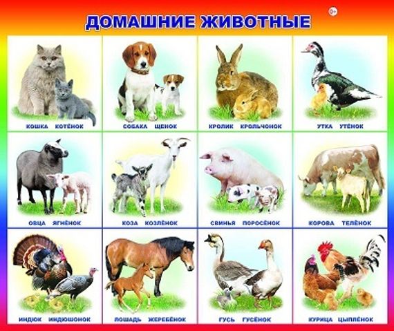 Домашние животные