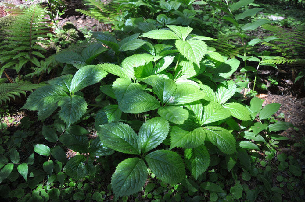 Хлорант японский. Chloranthus japonicus.