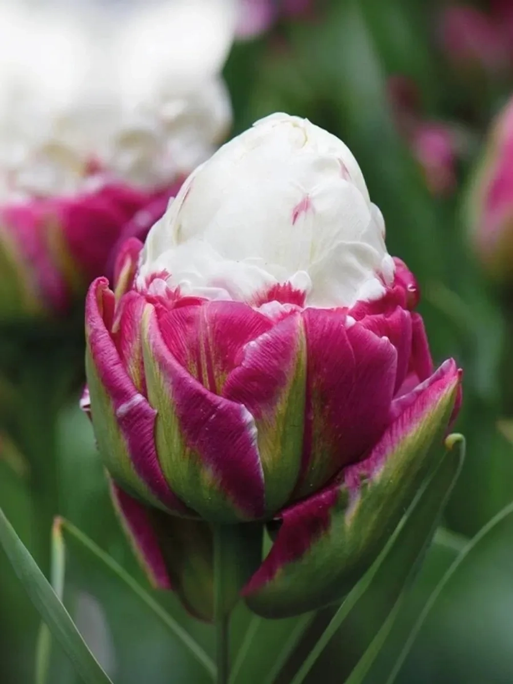 Тюльпан Пионовидный Айс Крим