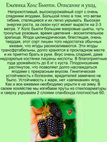 Ежевика Холс Бьюти бесшипная