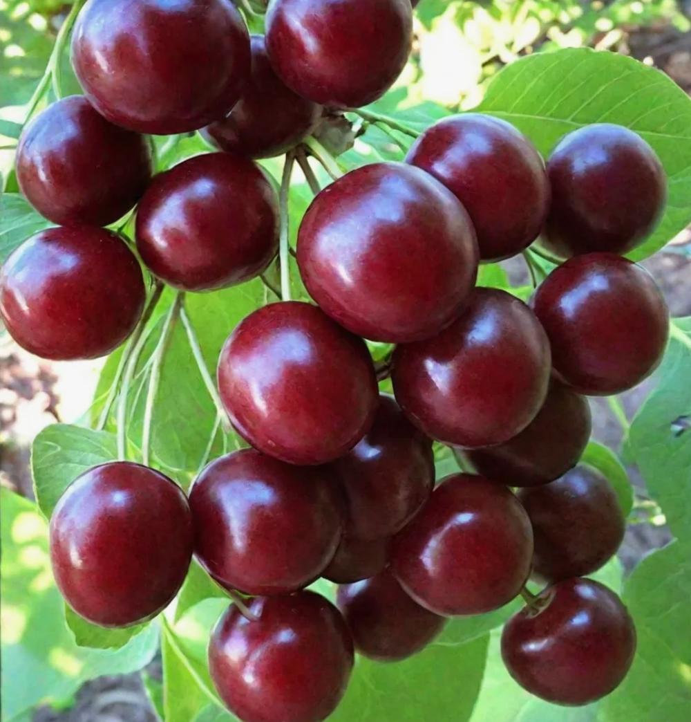 Черешня Овстуженка ЗКС контейнер 5-7,5л, 3х летний саженец май 26