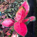 Аглаонема CHANG DAENG / RED ELEPHANT