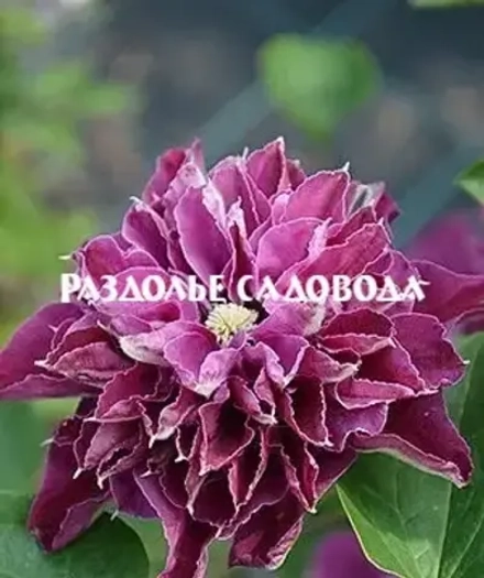 Клематис крупноцветковый Хот Лав