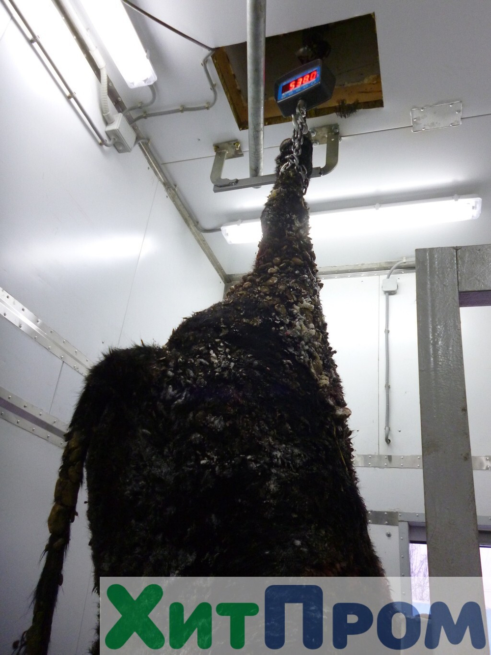 Комплекс убоя и переработки КРС до 20 голов/смена и МРС до 200 голов/смена. р. Татарстан