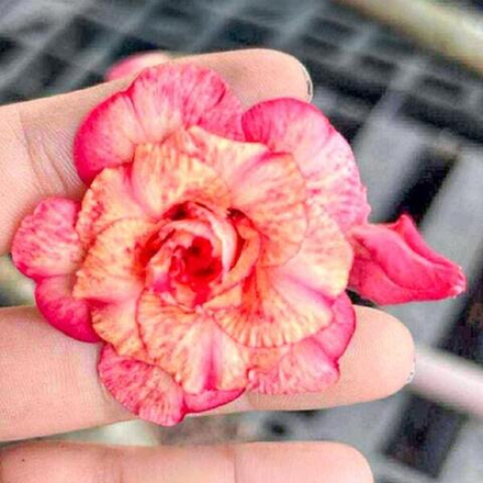 Адениум NGAM PRING