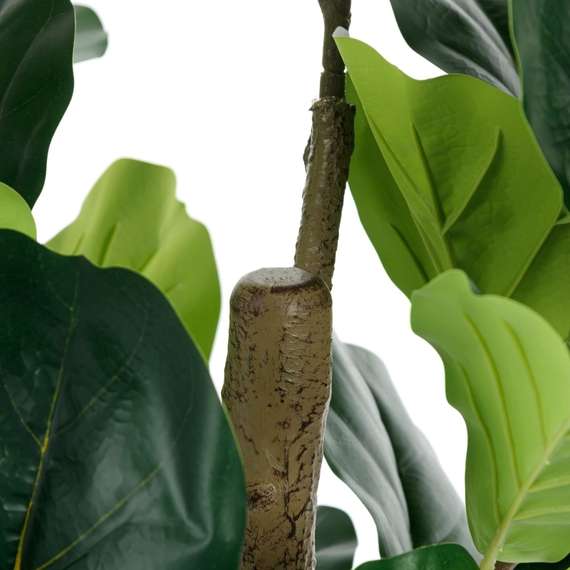 Фикус Лирата высота 165 см