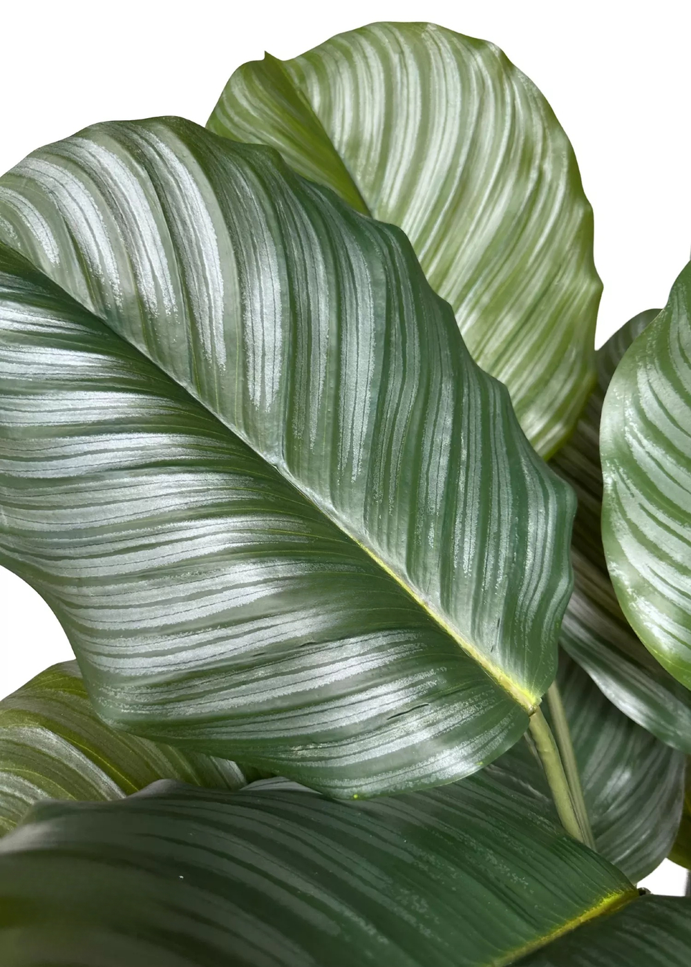 Калатея круглолистная в декоративном кашпо 115 см