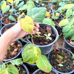 Филодендрон MICAN VAR