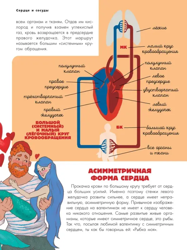 Тело человека
