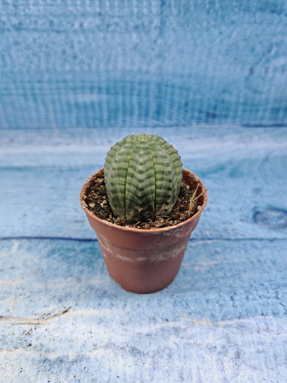 Euphoria Obesa (Эуфорбия)