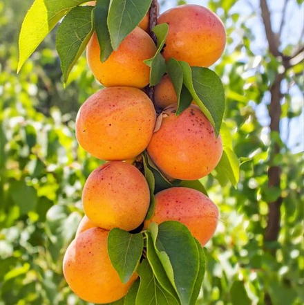 Абрикос Россиянин