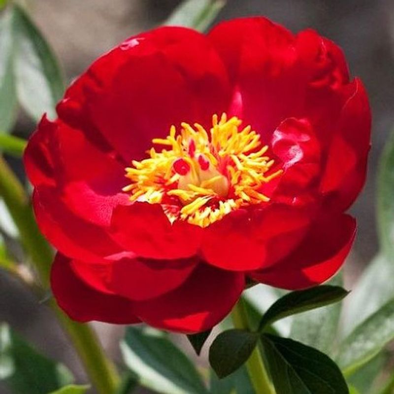 Пион Ред Ред Роуз "Red Red Rose"