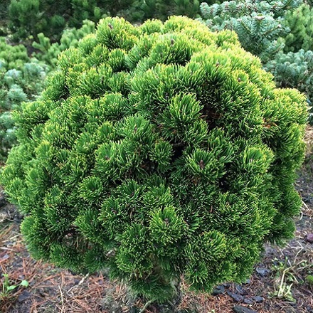 Сосна горная Пикобелло