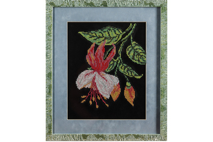 Нежная фуксия