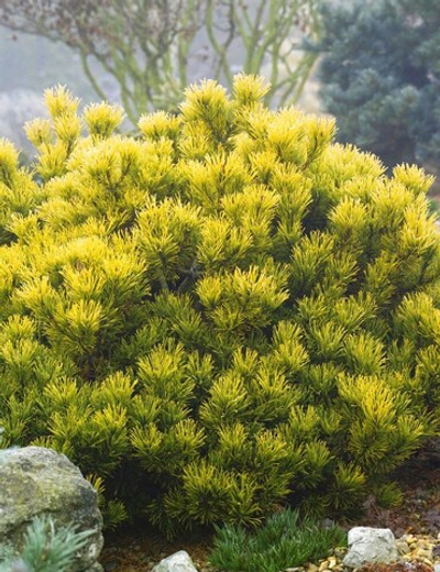 Cосна pinus mugo Winter Gold
