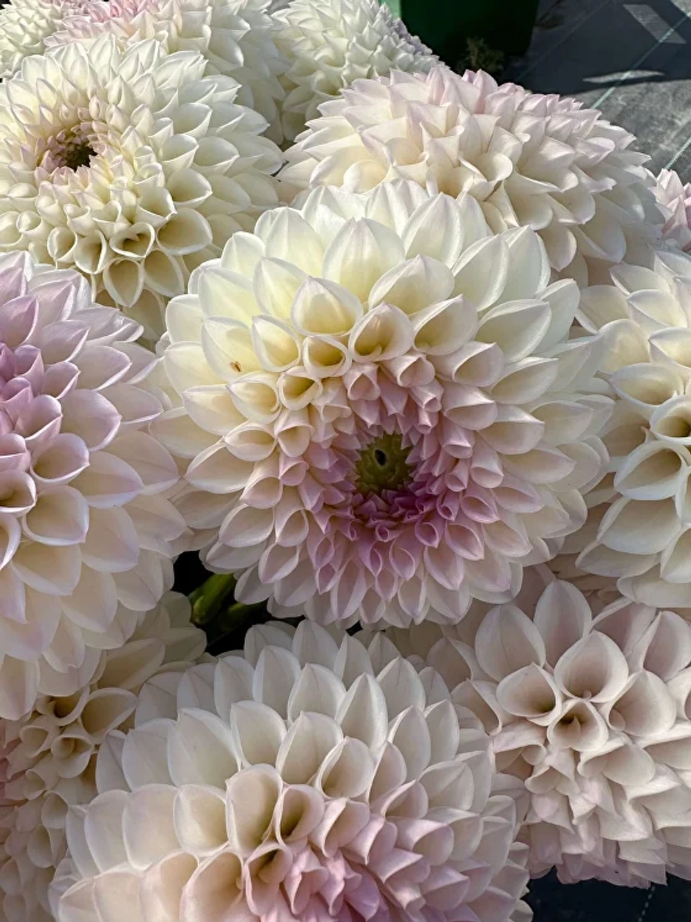 Георгин Pink Pearl (корень) Закупка М55 апрель 2026