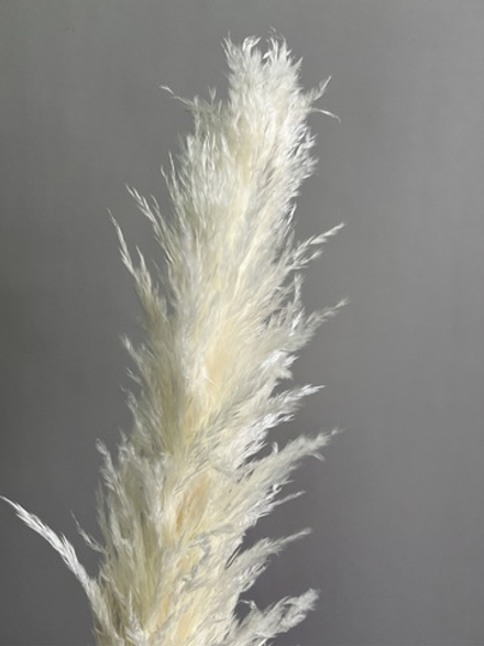 Кортадерия молочная 1 шт