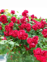 Роза плетистая Симпати