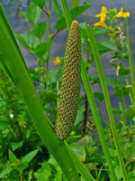 CALAMUS P&N EO / КАЛАМУС Э.М. CAS 8015-79-0 , 84775-39-3
