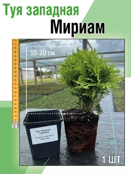 Туя саженец западная Мириам хвойные