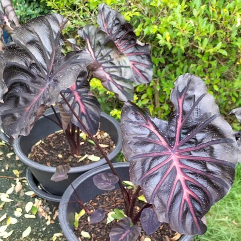 Колоказия NEON