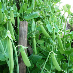 Горох Мангетоут Сладкая Сенсация - Mangetout Peas Sweet Sensation