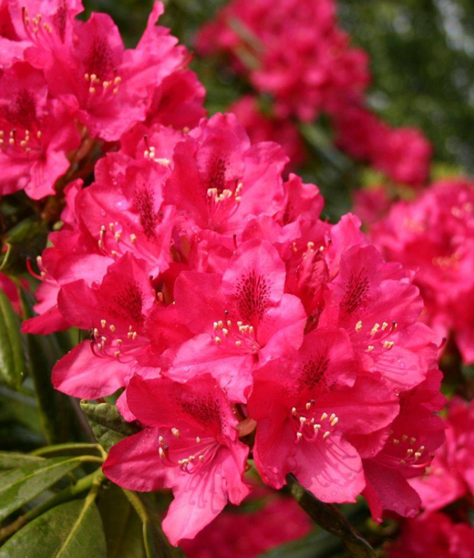 Рододендрон гибридный Нова Зембла Р9 25-30 см Закупка М63 апрель 2026