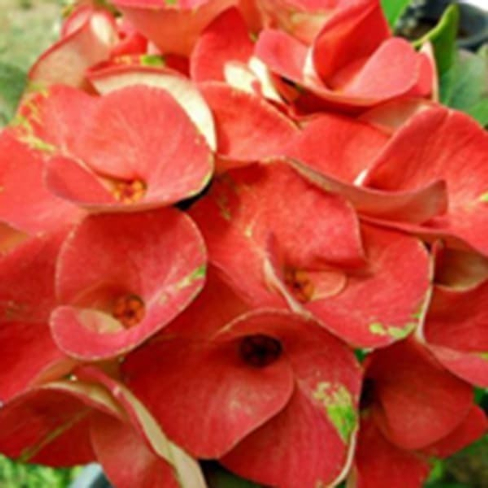 Эуфорбия Миля SAB SOMBOON RED