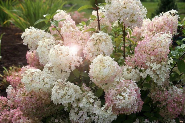 Гортензия метельчатая "БОБО"