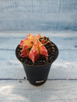 Gymnocalycium Variegata (Гимнокалициум Вариегатный)