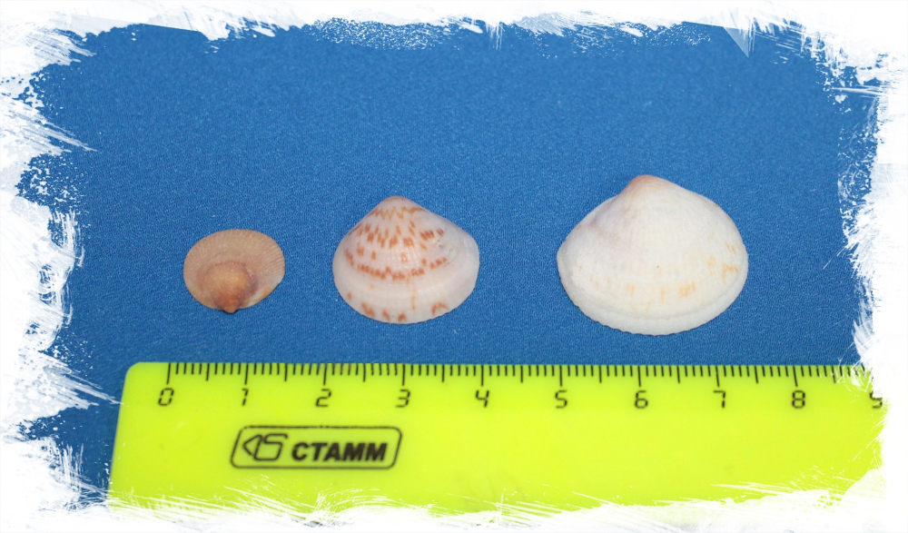 Цирце Скрипта