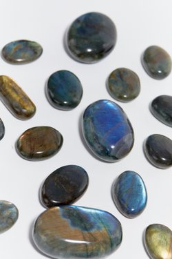 Лабрадор палмстоун S