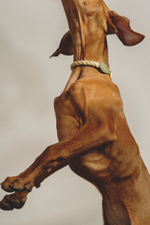 Ошейник "Кантри-Пони" Зеленый