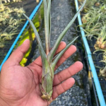 Тилландсия Mali Dofitas (caput-medusae x bulbosa)