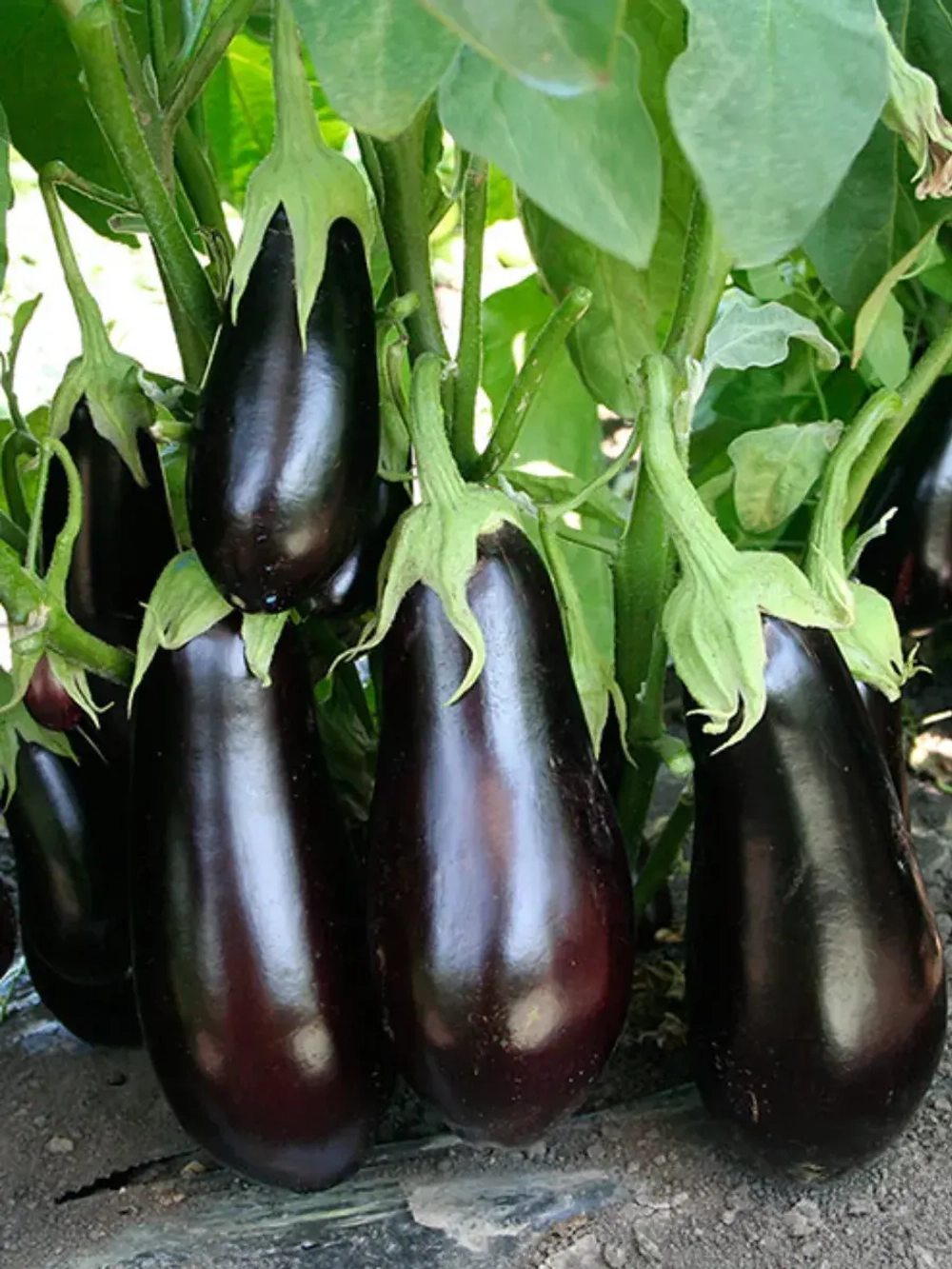 Семена раннего баклажана Эпик F1. Голландская селекция