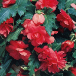 Бегония клубневая Шансон F1 тёмно-красная 20шт.