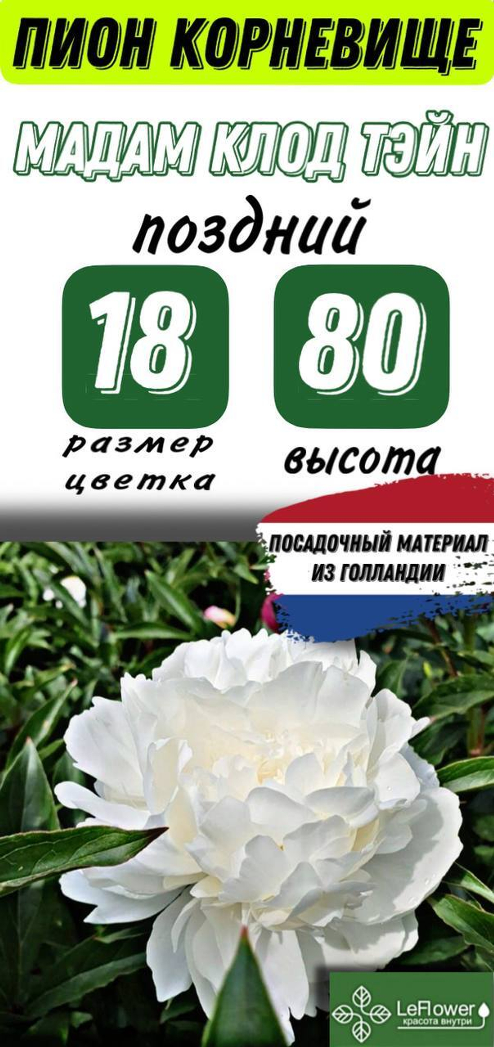 Пион Корневище, Мадам Клод Тэйн, 3+ почек, 1шт