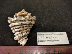 Вазум Турбинеллус "60-75-90мм"